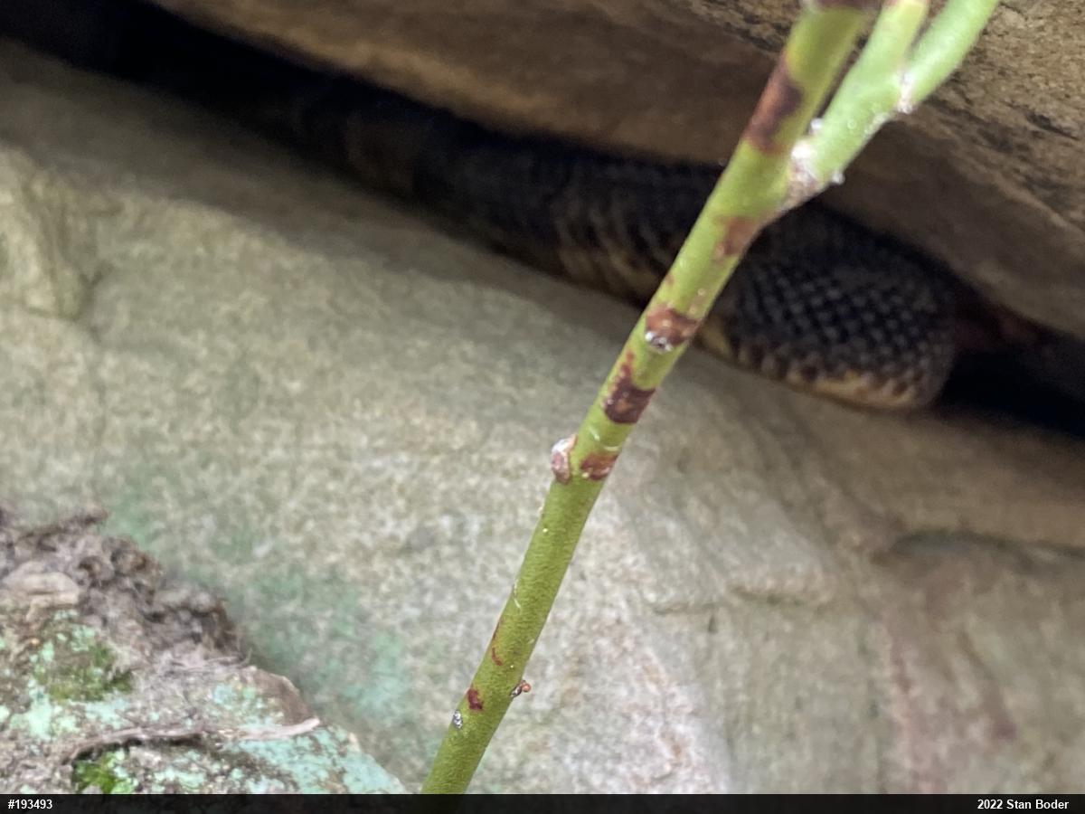 Timber Rattlesnake