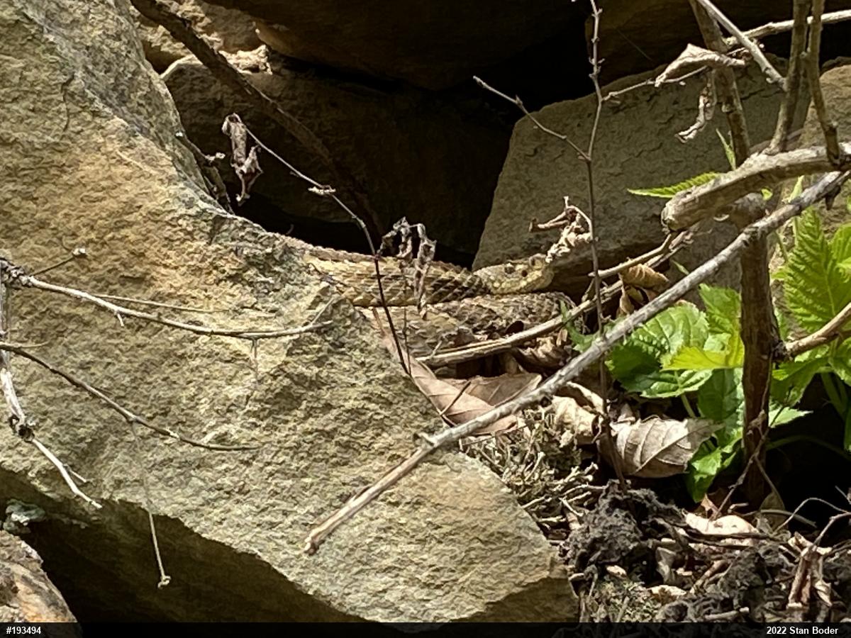 Timber Rattlesnake