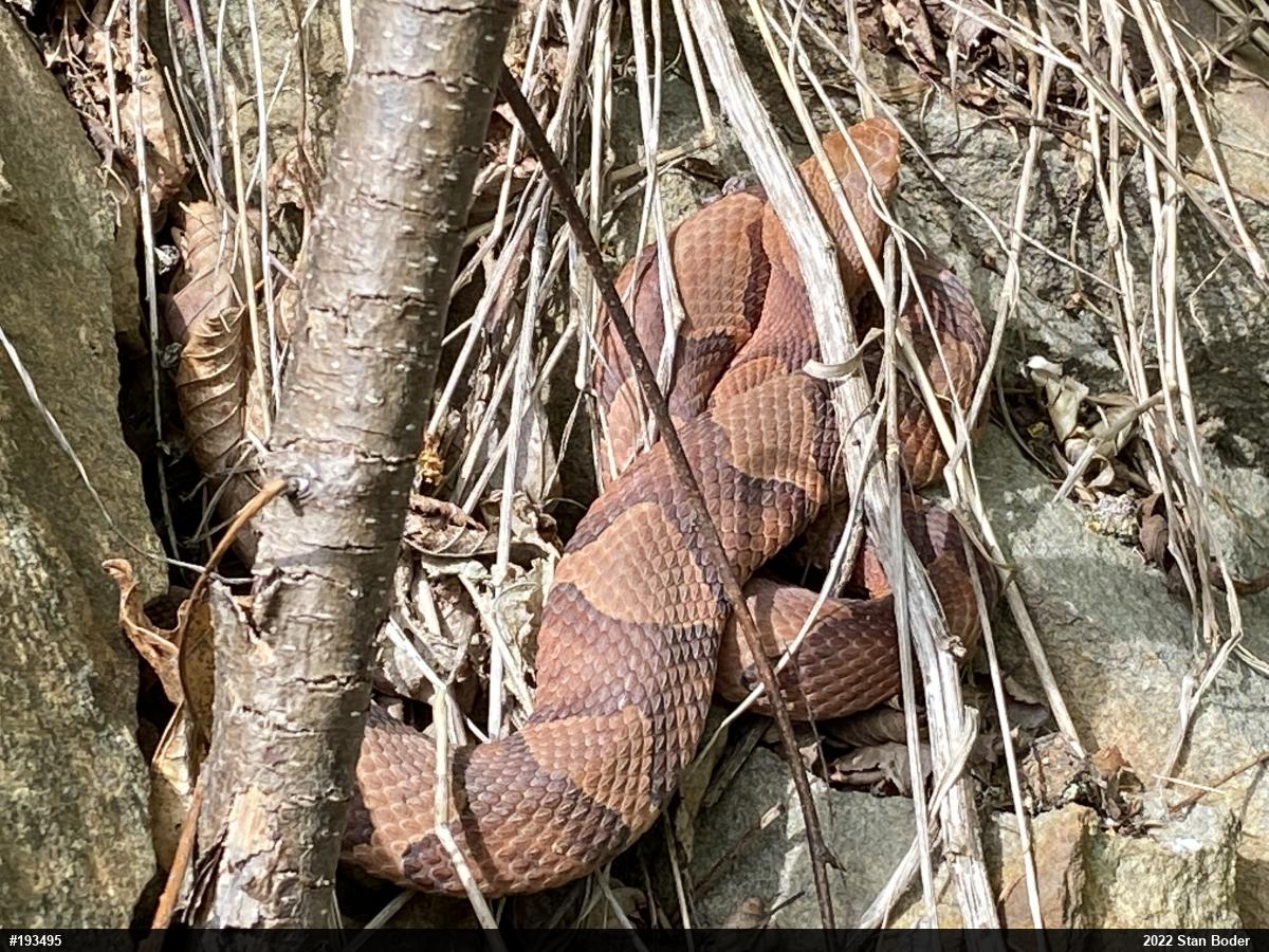 Northern Copperhead
