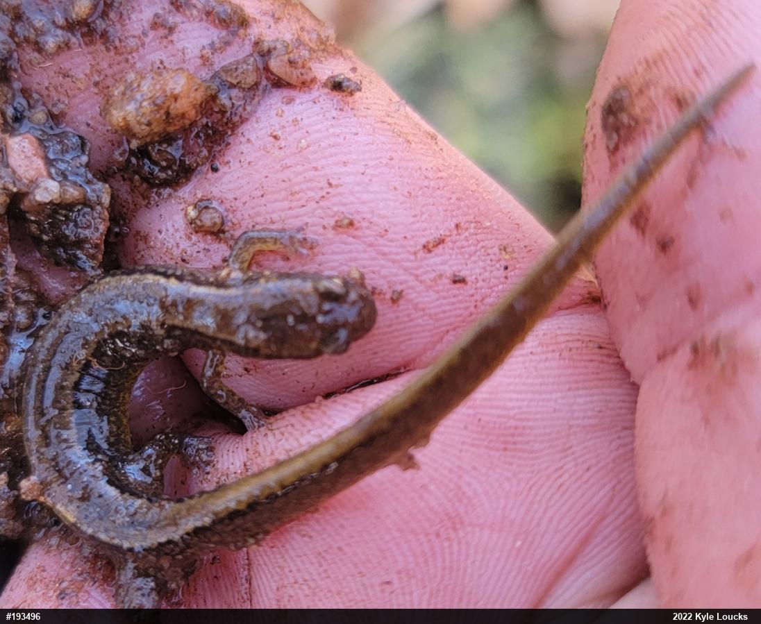 Northern Two-lined Salamander