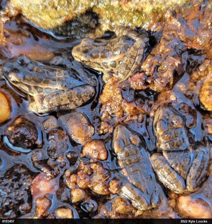 Pickerel Frog