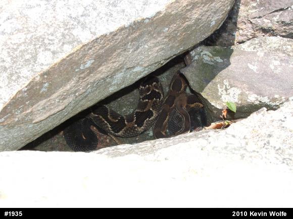 Timber Rattlesnake