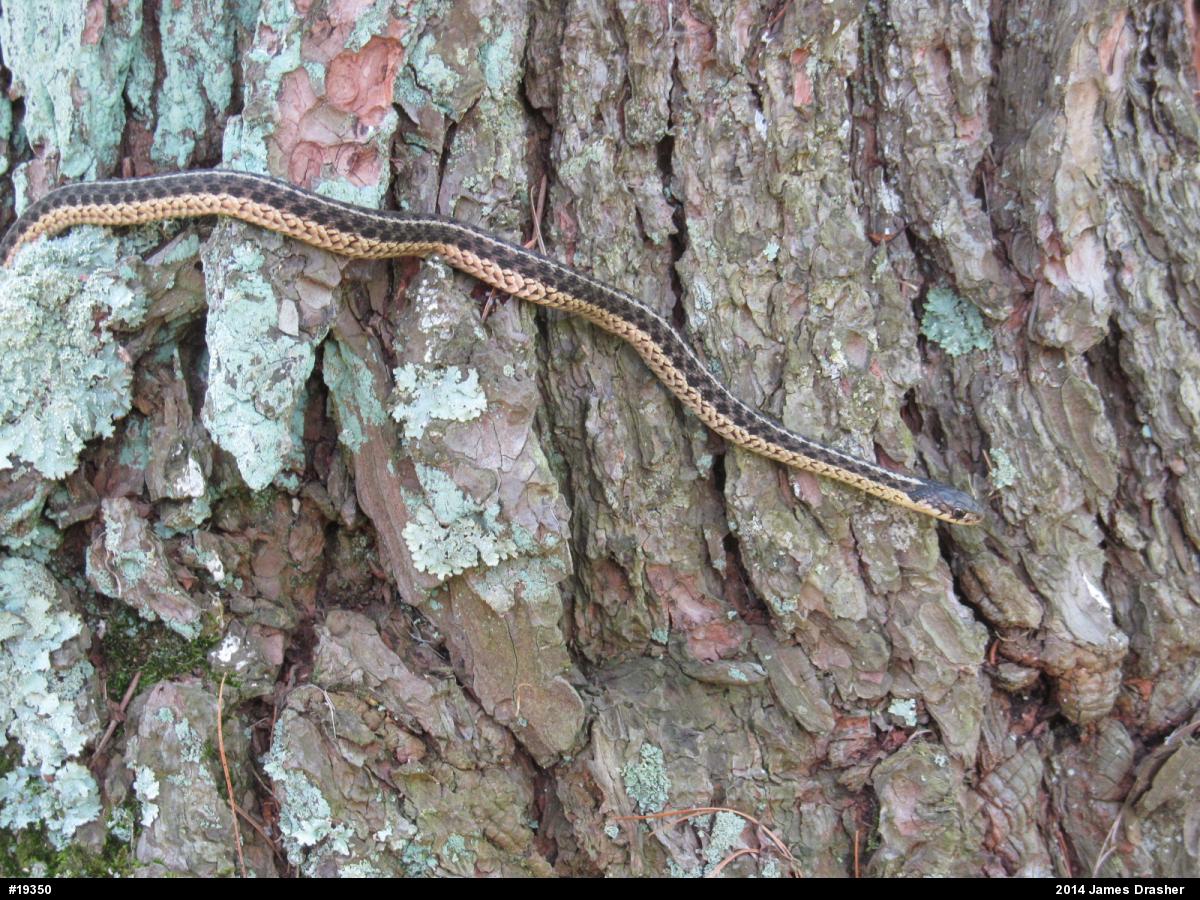 Eastern Gartersnake