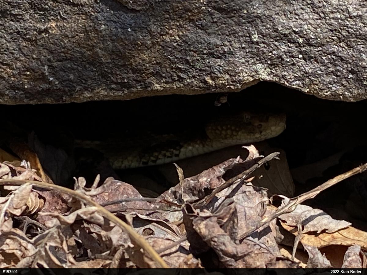 Timber Rattlesnake