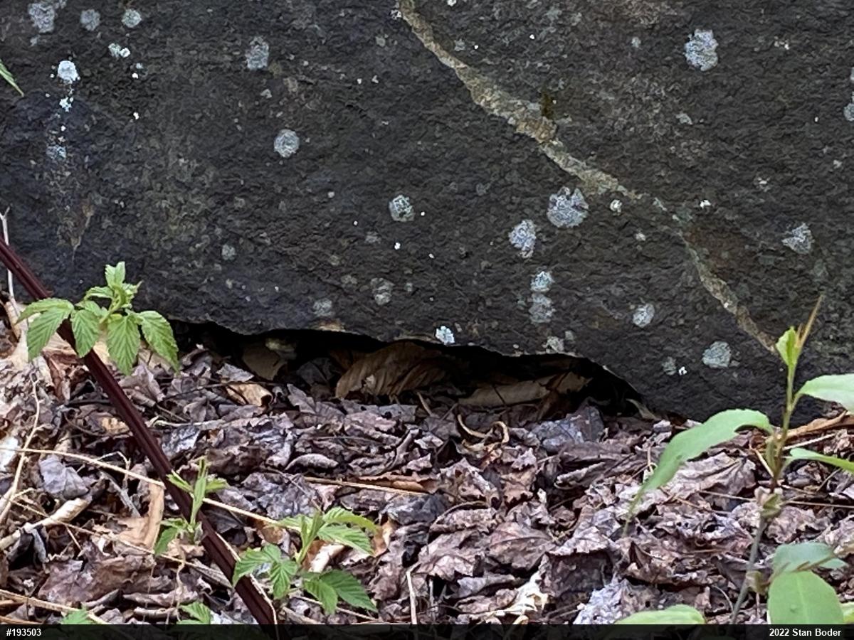 Timber Rattlesnake