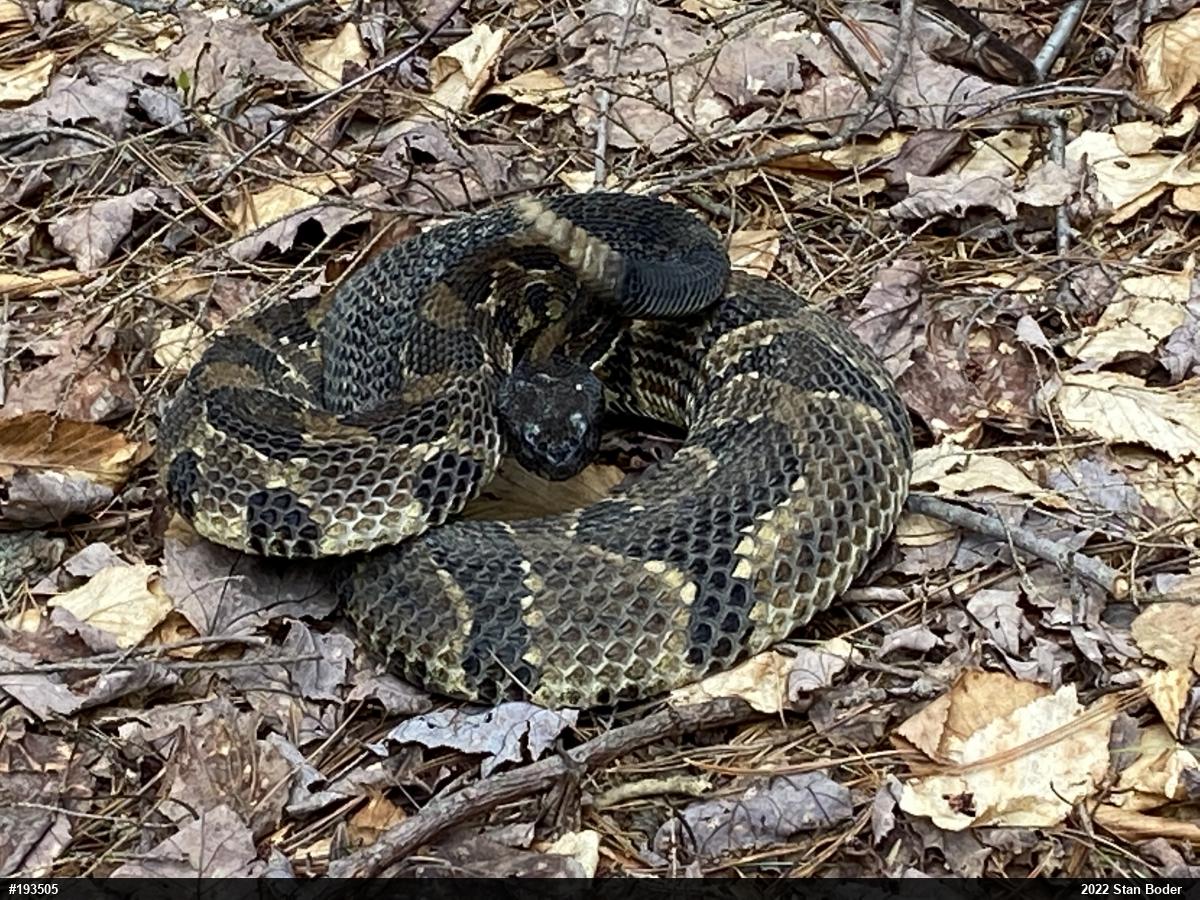 Timber Rattlesnake