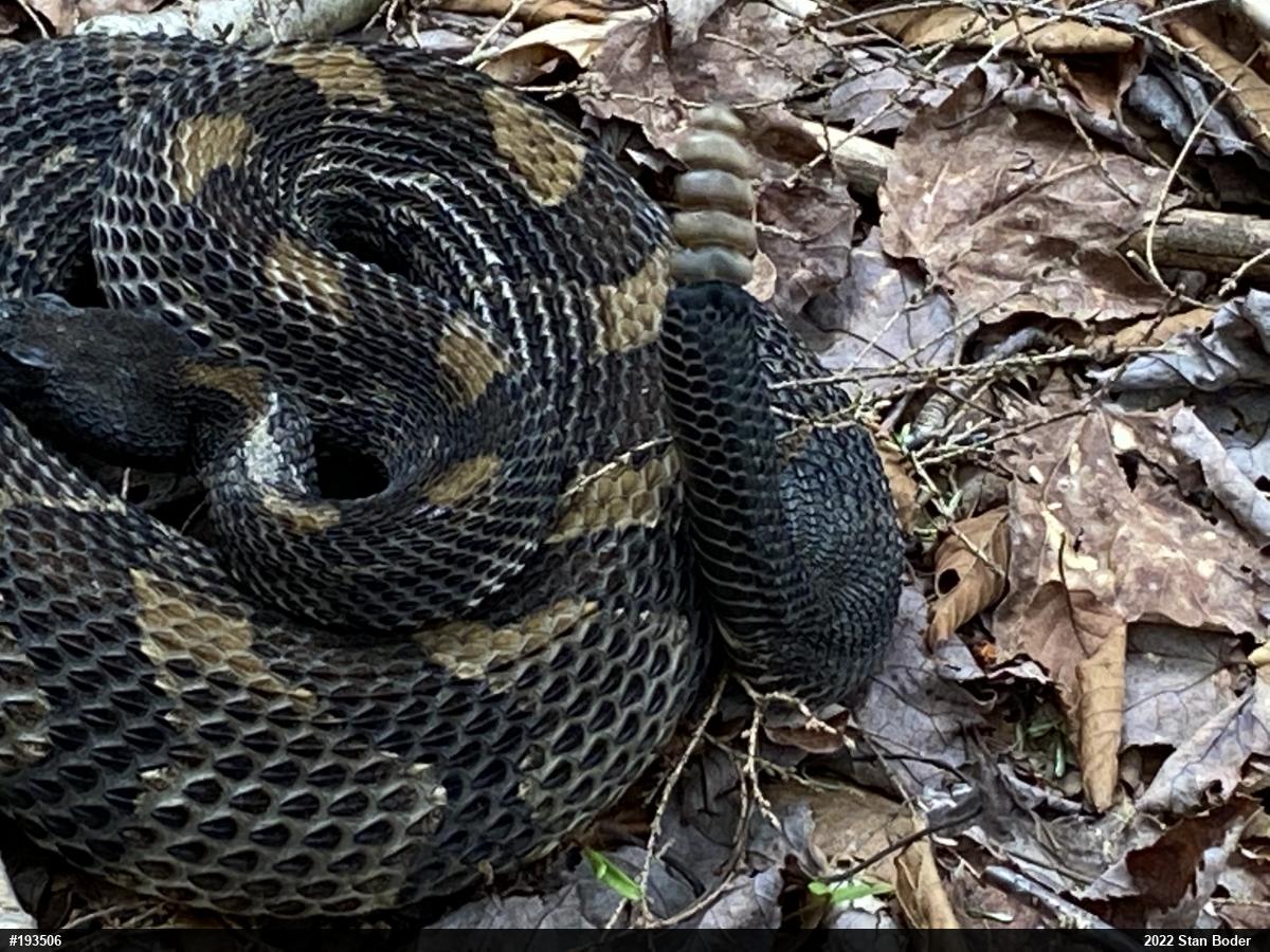 Timber Rattlesnake