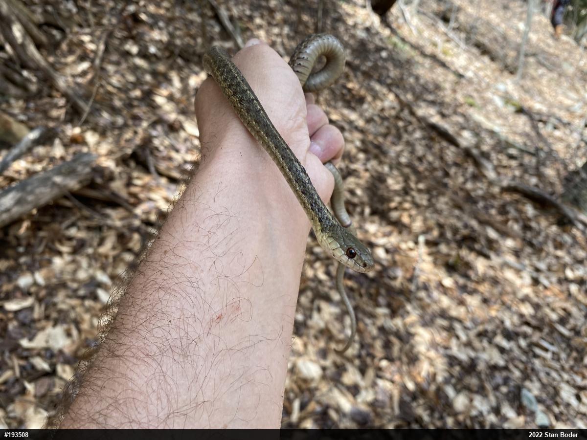 Eastern Gartersnake