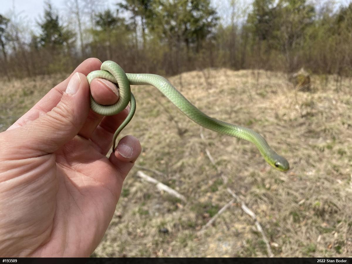 Smooth Greensnake