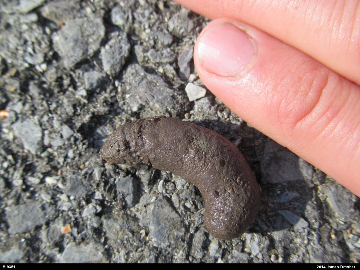 Eastern American Toad