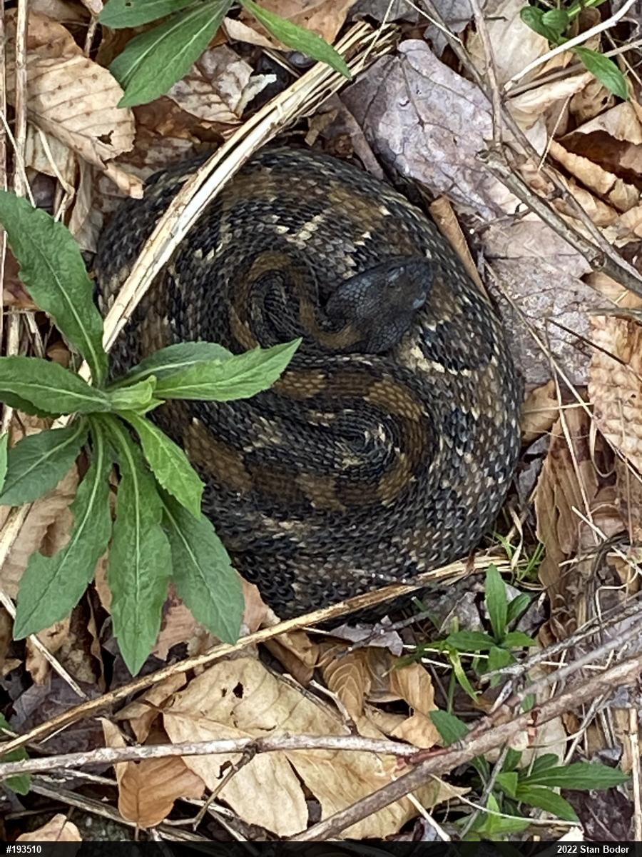 Timber Rattlesnake