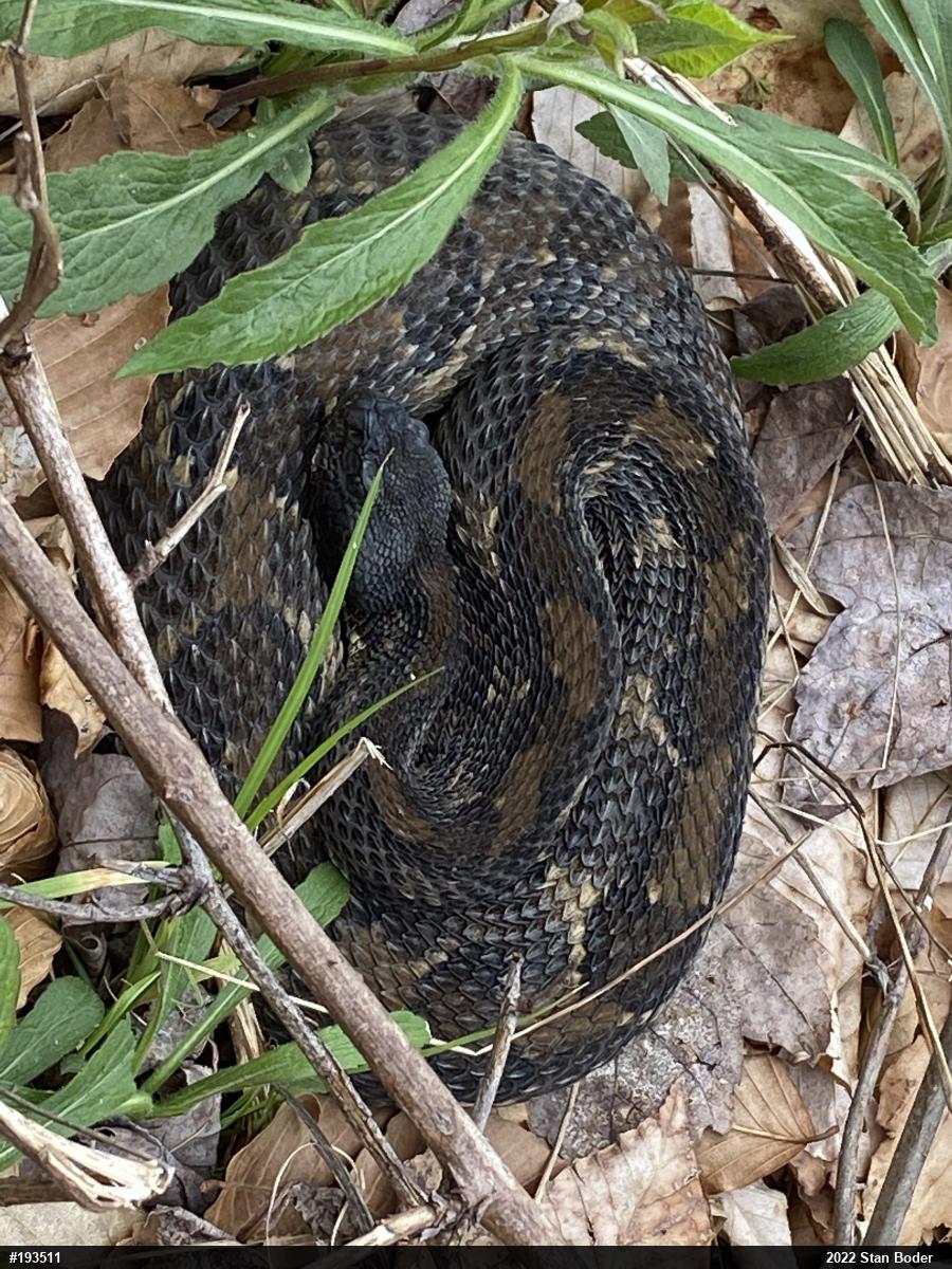 Timber Rattlesnake