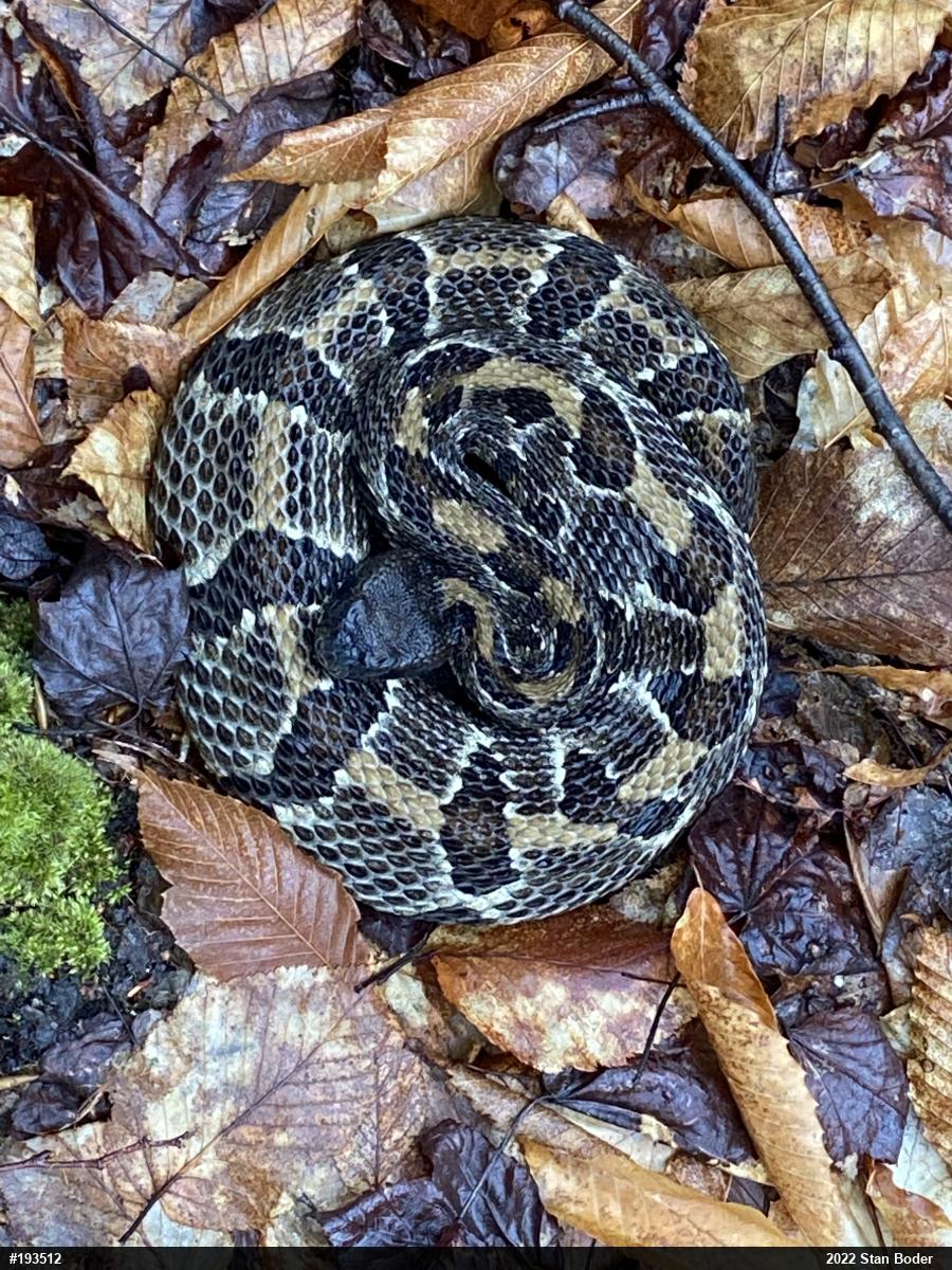 Timber Rattlesnake