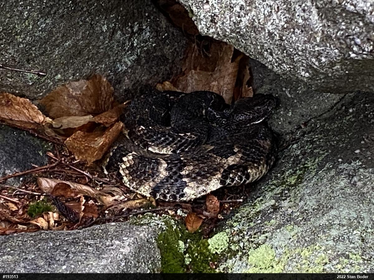 Timber Rattlesnake