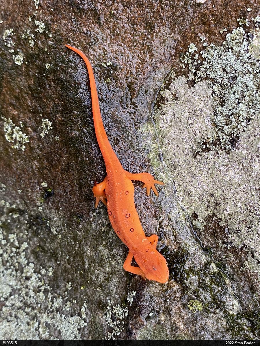 Red-spotted Newt
