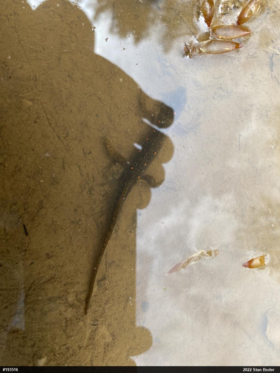 Red-spotted Newt