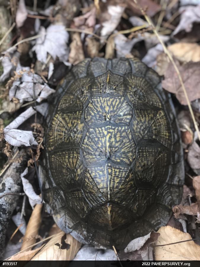 Wood Turtle
