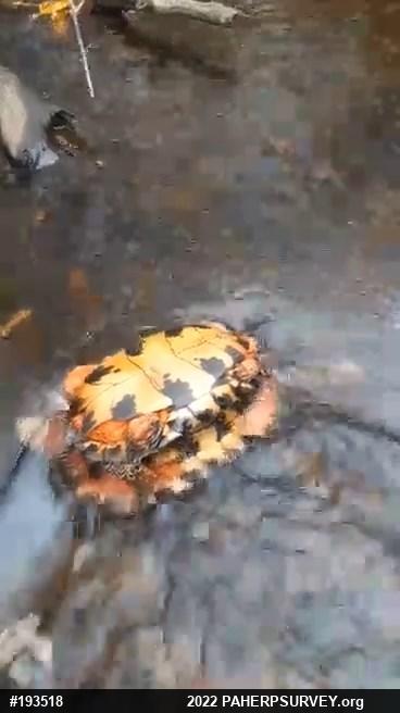 Wood Turtle