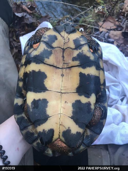 Wood Turtle