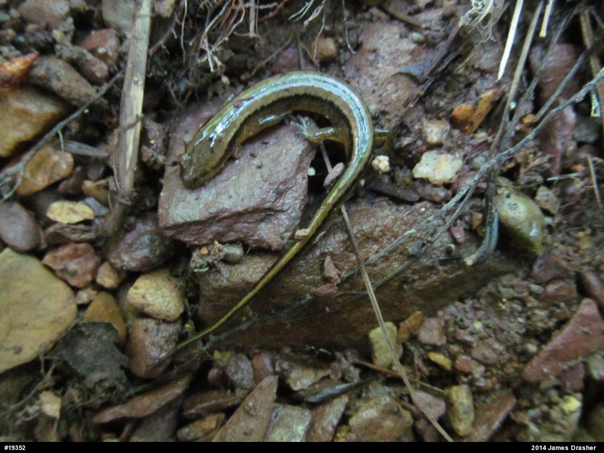 Northern Two-lined Salamander