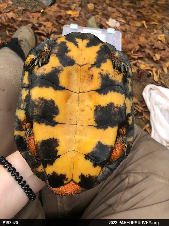 Wood Turtle