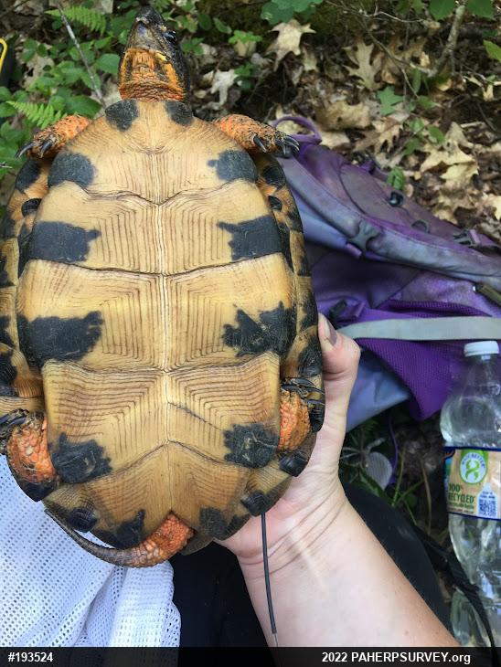 Wood Turtle