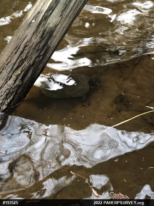 Wood Turtle