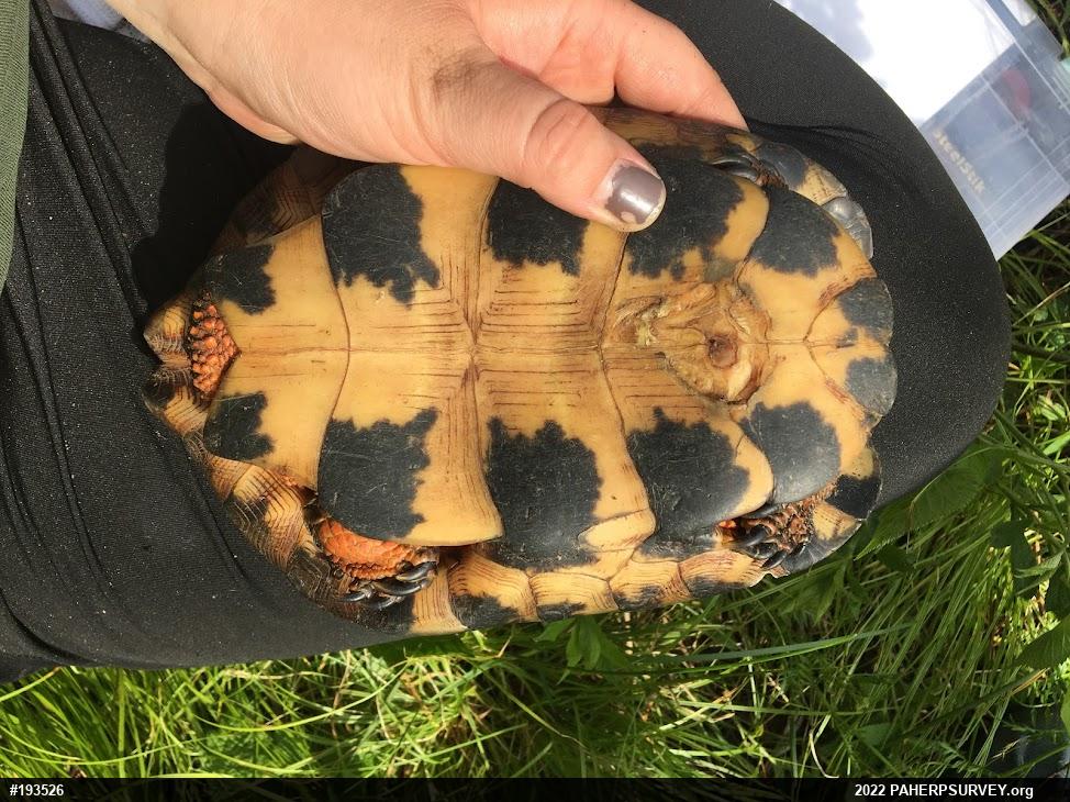 Wood Turtle