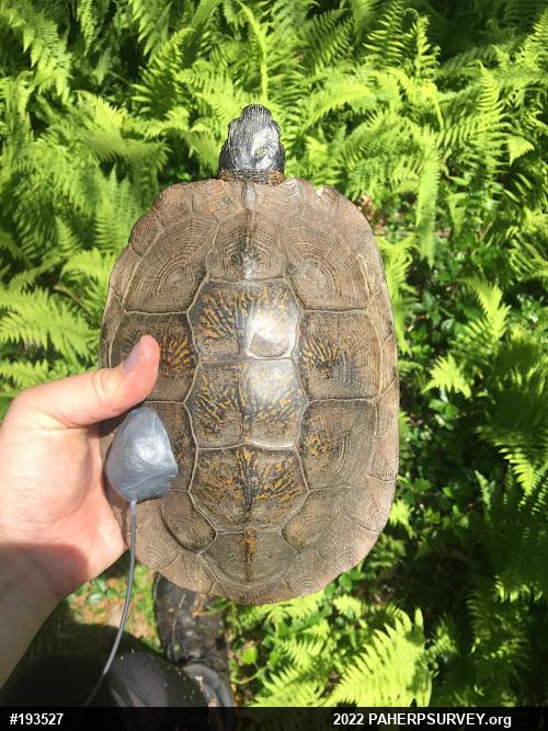 Wood Turtle