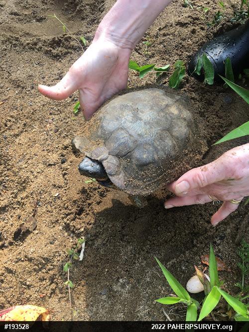 Wood Turtle