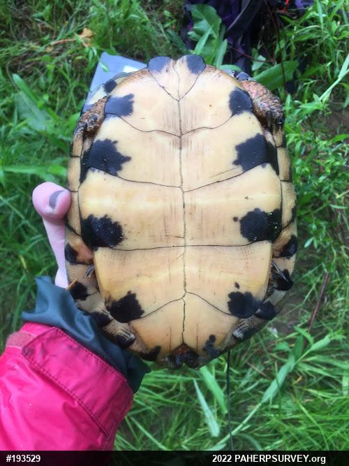 Wood Turtle