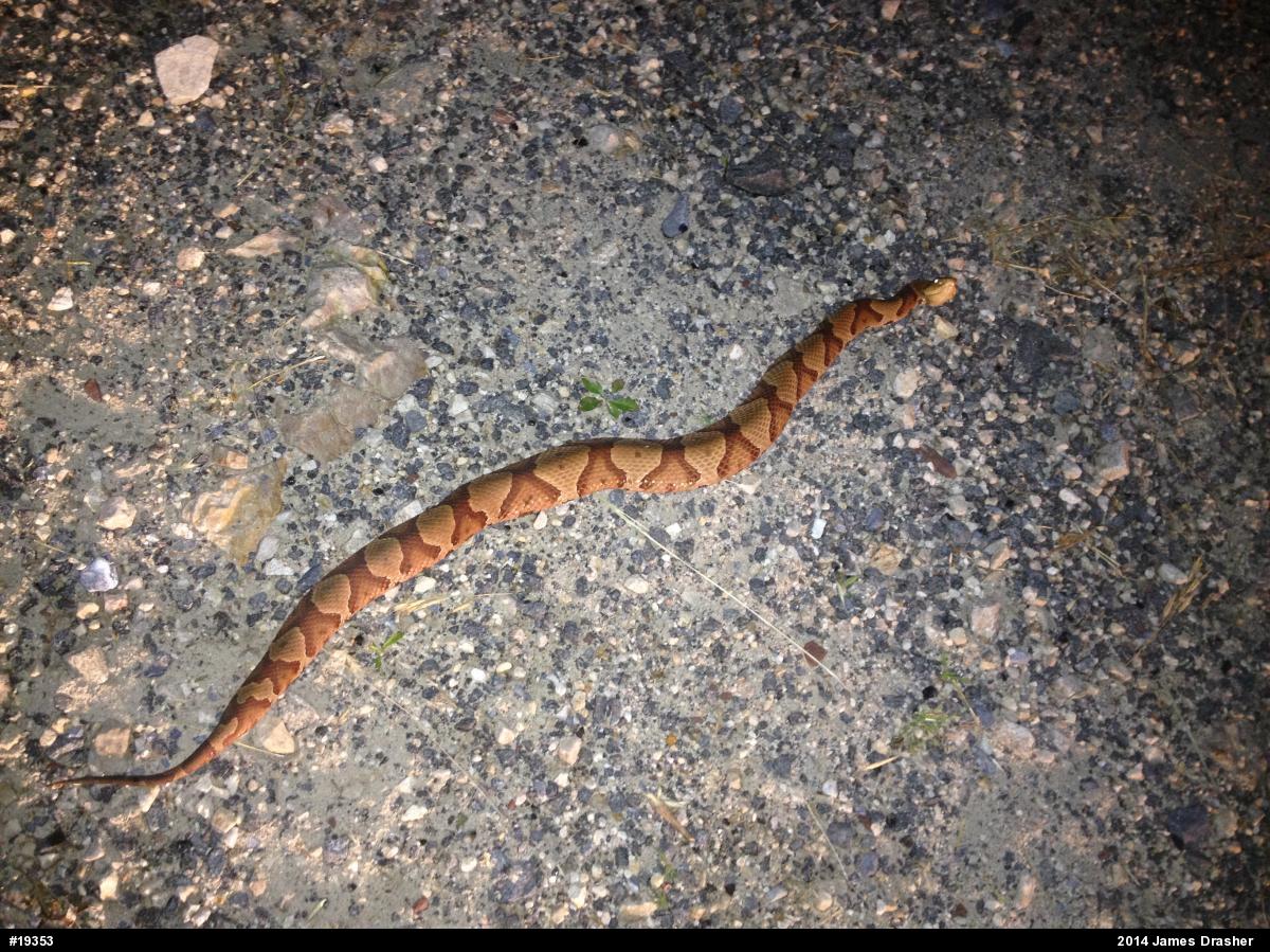 Northern Copperhead