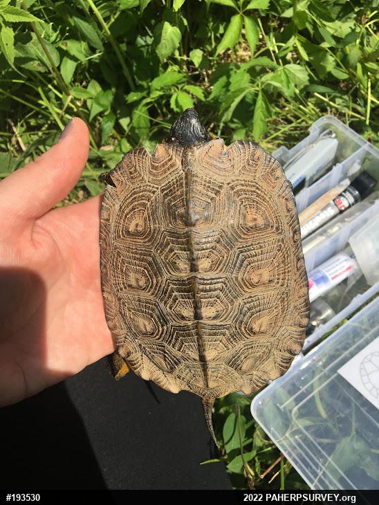 Wood Turtle