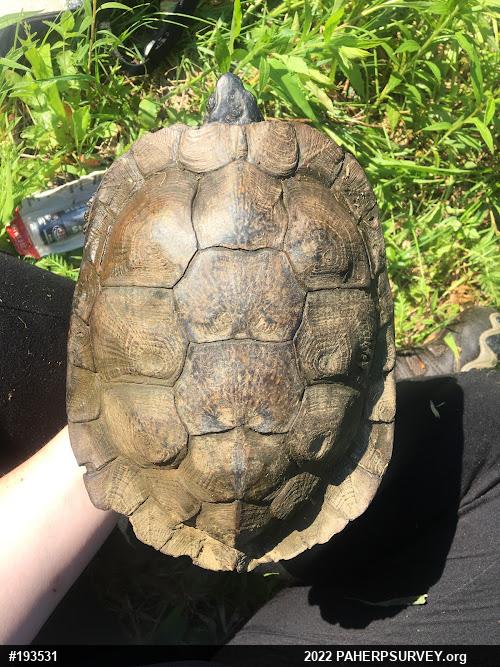 Wood Turtle