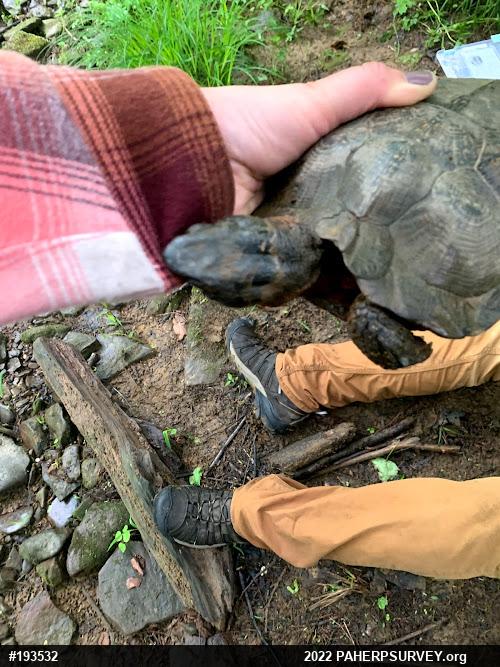 Wood Turtle