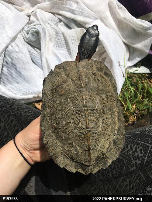 Wood Turtle