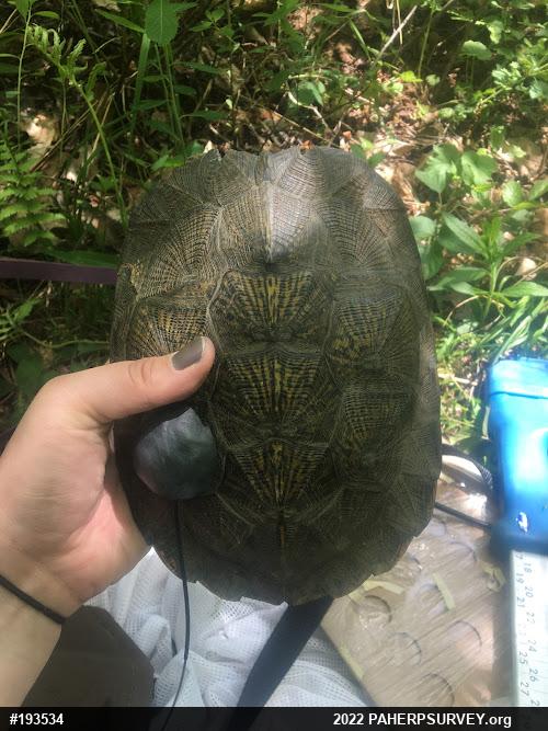 Wood Turtle