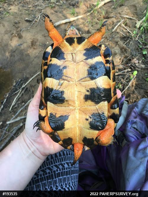 Wood Turtle