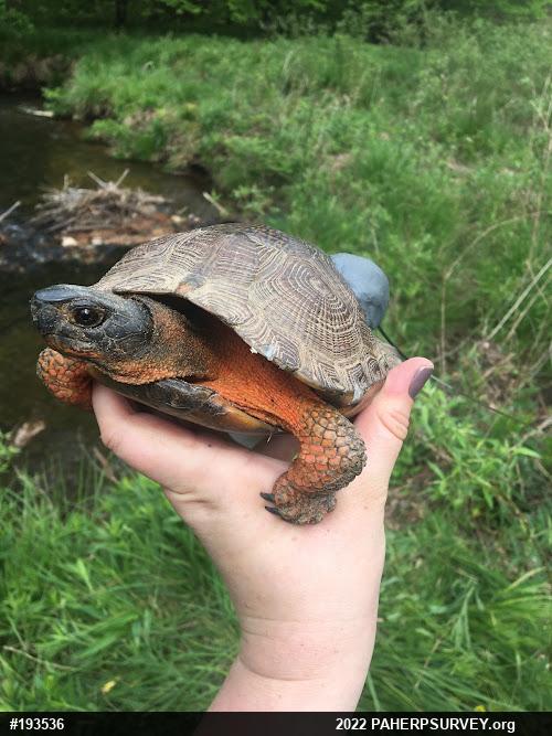 Wood Turtle