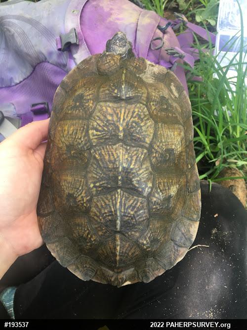 Wood Turtle