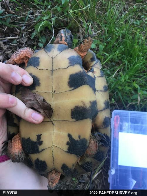 Wood Turtle