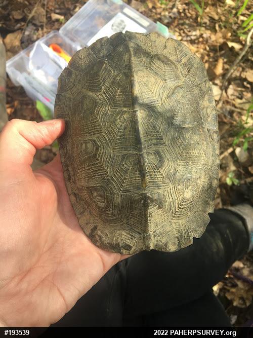 Wood Turtle