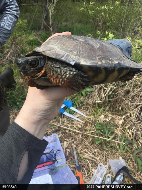 Wood Turtle