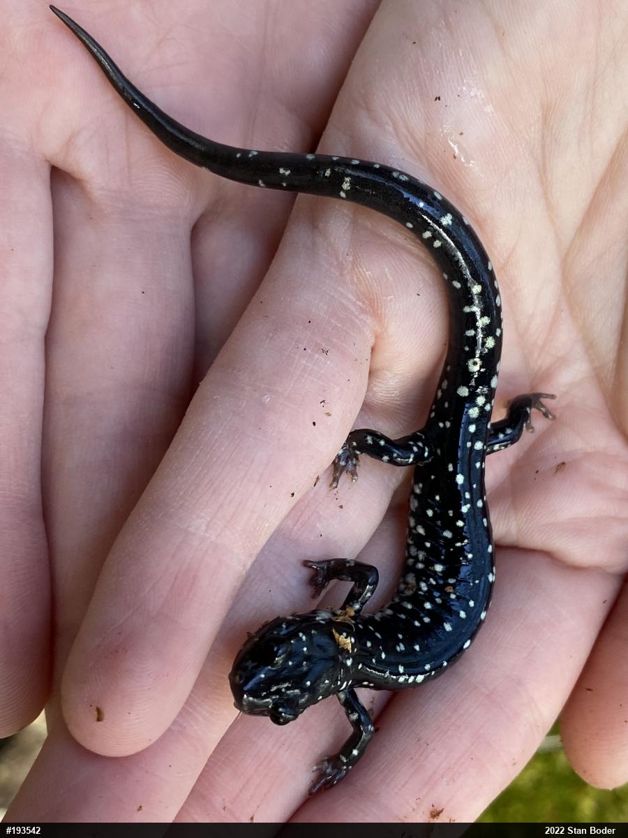 Northern Slimy Salamander