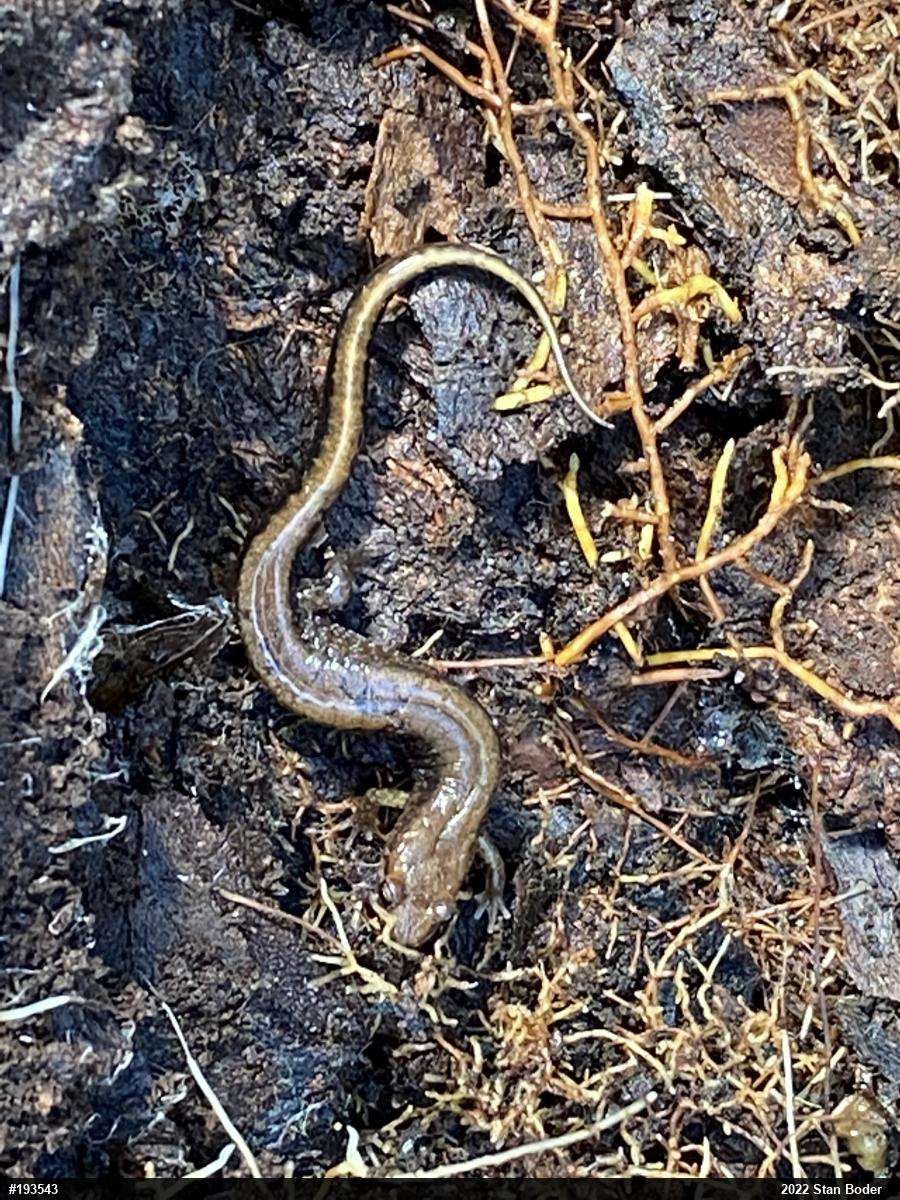 Allegheny Mountain Dusky Salamander