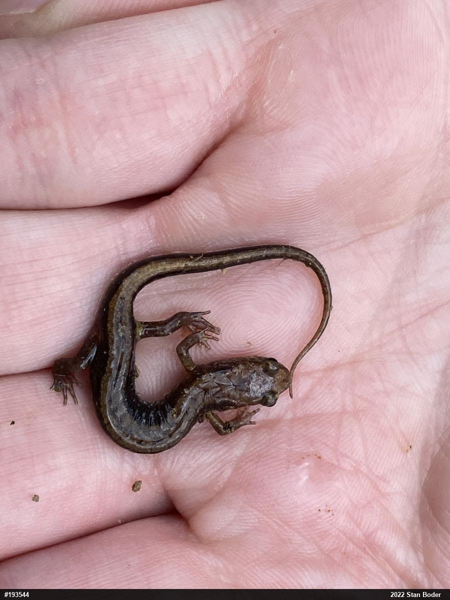 Allegheny Mountain Dusky Salamander