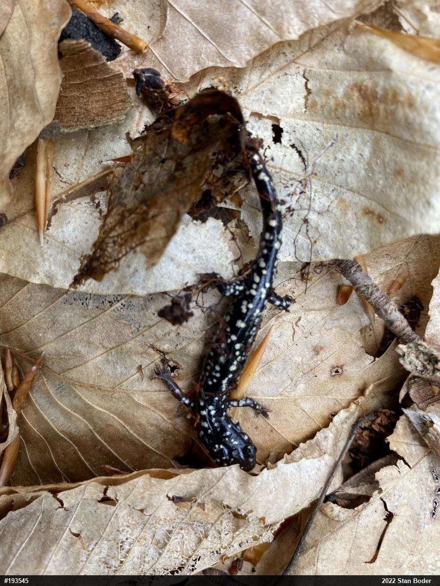 Northern Slimy Salamander