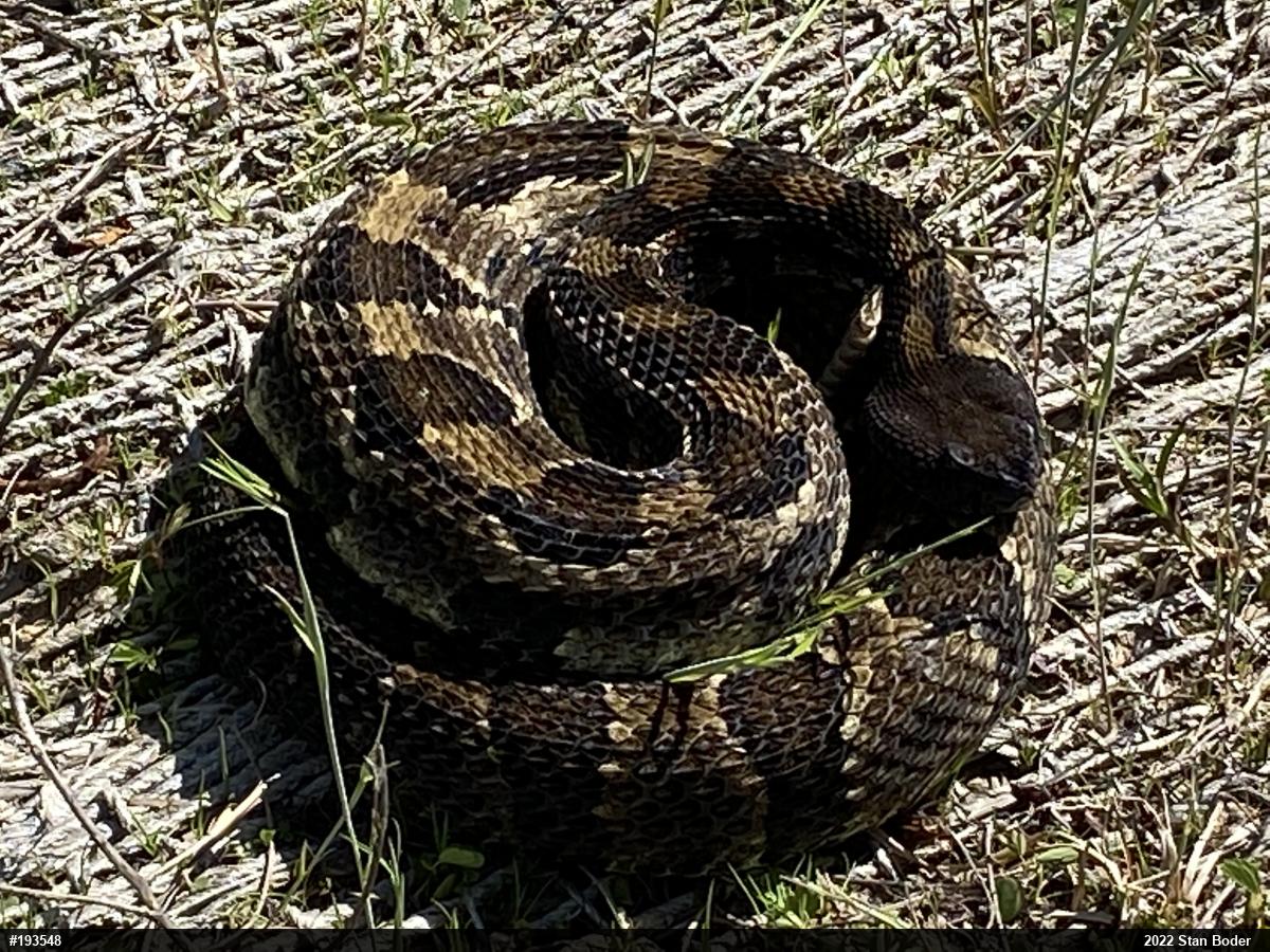 Timber Rattlesnake
