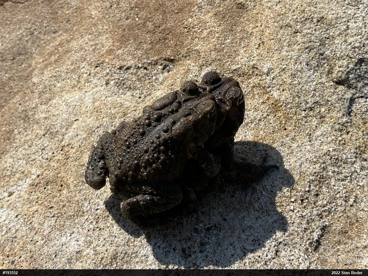 Eastern American Toad