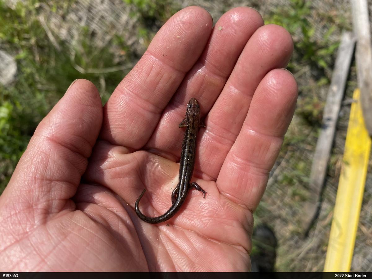 Allegheny Mountain Dusky Salamander